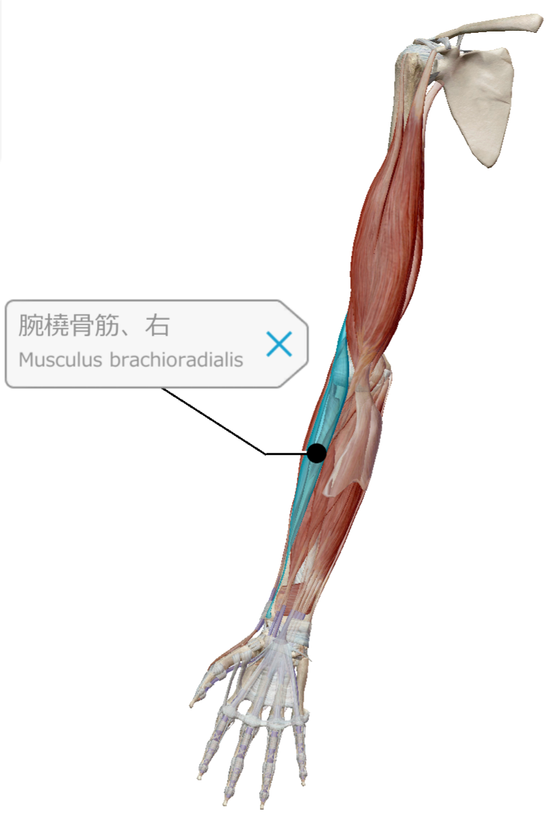 M brachioradialis. Брахиорадиалис 30%. Плечелучевая мышца musculus brachioradialis. Мускулус брахиорадиалис. Брохирадиалис мышца брахиорадиалис.