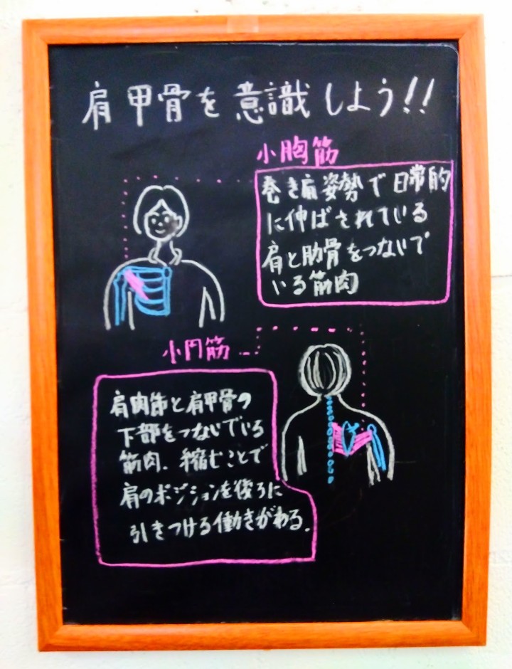 肩甲骨と巻き肩、肩甲骨の動きを描いた黒板イラスト