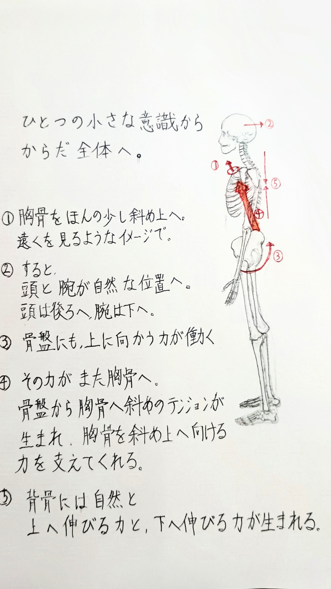 胸骨と背骨を意識した姿勢のイラスト